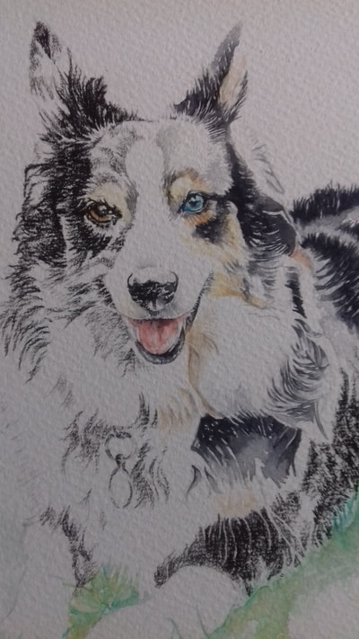 Pet portrait in watercolour and charcoal of a collie dog.